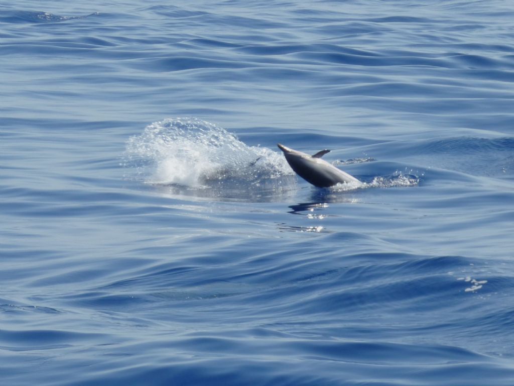 Stenelle striate nel Mar ligure